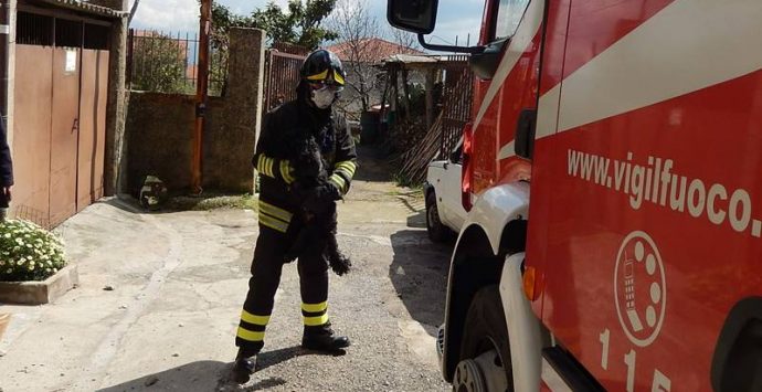 Paura a Mileto, incendio distrugge abitazione: i Vigili del fuoco salvano un cagnolino