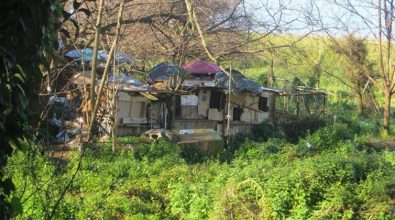 Pizzo, decine di cani da anni reclusi in rifugi di fortuna tra rifiuti e sterpaglie