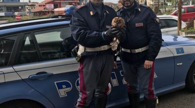 Allocco salvato dalla polizia sull’autostrada all’altezza di Sant’Onofrio