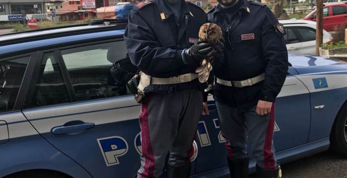 Allocco salvato dalla polizia sull’autostrada all’altezza di Sant’Onofrio