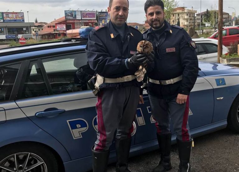 Allocco salvato dalla polizia sull’autostrada all’altezza di Sant’Onofrio