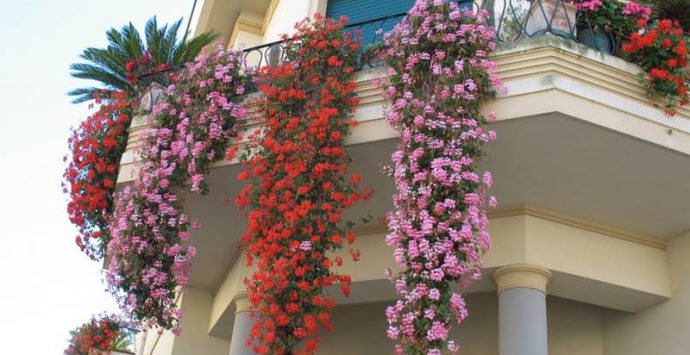 A Vibo sfida con piante e fiori: al via il concorso “Balconi di primavera”