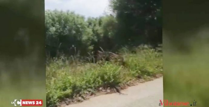 La furia del cinghiale contro il recinto, paura lungo una strada del Vibonese (VIDEO)