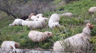 Limbadi, i carabinieri del Nas sequestrano 385 ovini