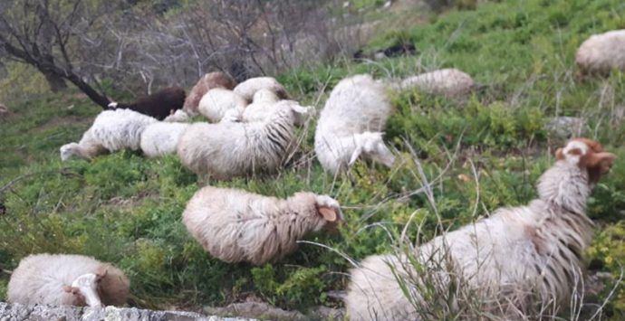 Pascolo abusivo nel castello di Arena, pastore denunciato e gregge sequestrato