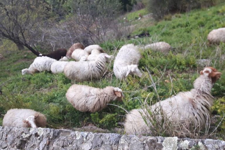 Pascolo abusivo nel castello di Arena, pastore denunciato e gregge sequestrato