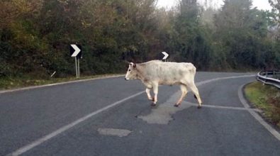 Bovini incustoditi provocano incidente nel Vibonese