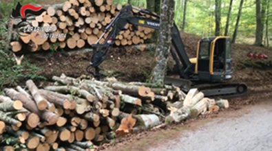 Nessun taglio abusivo del bosco, assolti a Vibo sei imputati di Fabrizia