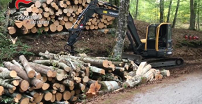 Taglio abusivo di 50 alberi di faggio nel Vibonese, sei denunce per furto (VIDEO)