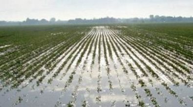 Maltempo, danni alle coltivazioni nella zona del Poro