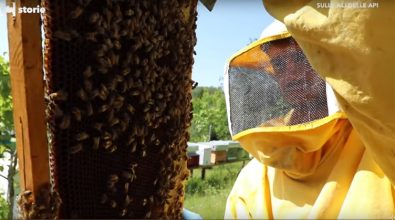 Molla lavoro e stipendio per tornare a Mongiana “sulle ali delle api” (VIDEO)