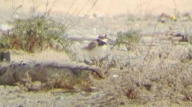 Specie rara nidifica tra le Dune dell’Angitola, si schiudono le uova del Corriere piccolo