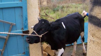 Sant’Onofrio, paura per un veterinario attaccato da un vitello