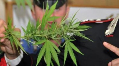 Piantine di marijuana a Pizzo, denunciato un 18enne