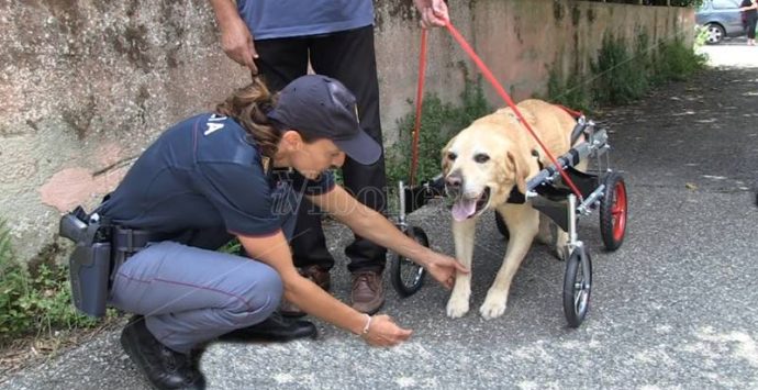 Da Treviso uno speciale carrellino per Dylan, il labrador malato che ha commosso l’Italia (VIDEO)