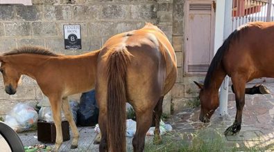 “Cartoline” da Vibo Valentia: cavalli in strada a rovistare fra i rifiuti