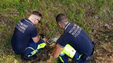 Mongiana, cucciolo gettato sotto un ponte salvato dalla Prociv (VIDEO)