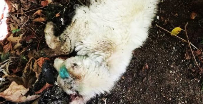 Primula, morta la cucciola bastonata e gettata tra i rifiuti a Serra San Bruno