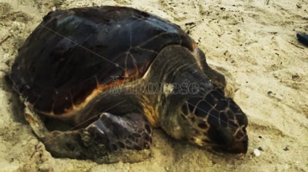Pizzo, tartaruga ferita da un amo salvata dai bagnanti a Colamaio (VIDEO)