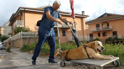 Vibo, si è spento Dylan: il labrador malato la cui storia ha commosso l’Italia (VIDEO)