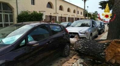 Tragedia sfiorata a Sant’Irene, albero si schianta al suolo