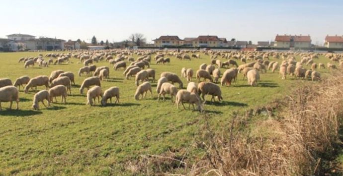 Pascolo abusivo in terreno privato, denunciati due pastori a Maierato