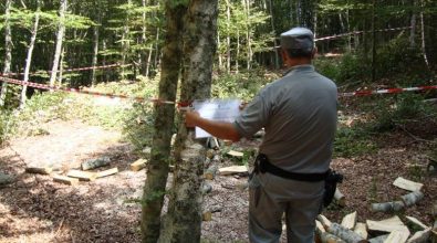 Taglio abusivo di cento quintali di legna, un arresto nelle Serre