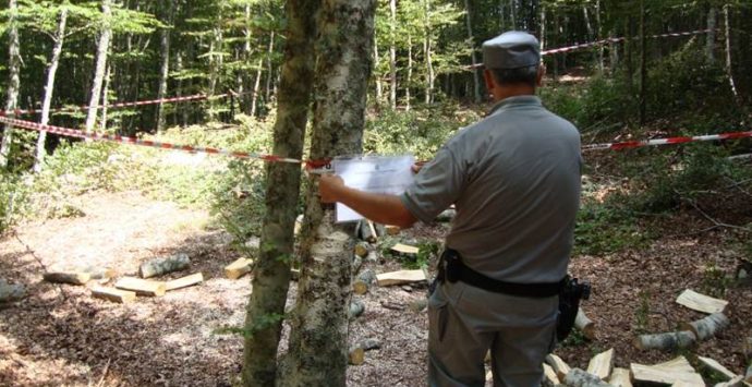 Taglio abusivo di cento quintali di legna, un arresto nelle Serre