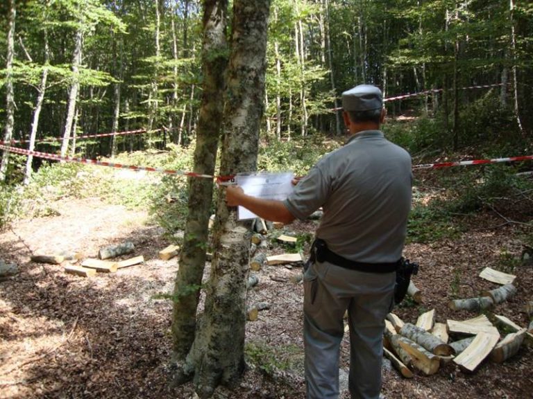 Taglio abusivo di cento quintali di legna, un arresto nelle Serre