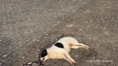 Ancora un cane avvelenato a Mileto, continua la strage