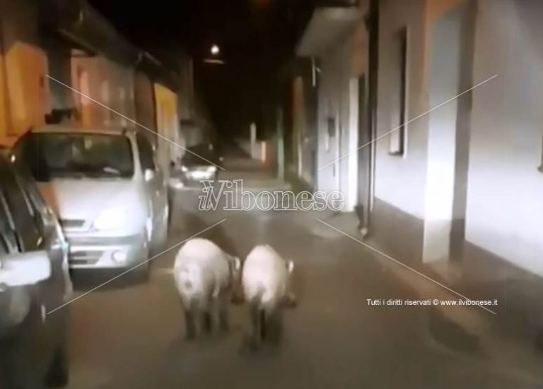 Cinghiali in pieno centro abitato nel Vibonese, continua l’emergenza (VIDEO)