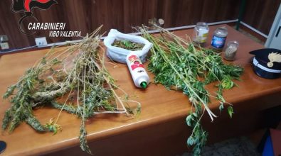 Coltivava marijuana nell’orto dietro casa, arrestato 57enne vibonese