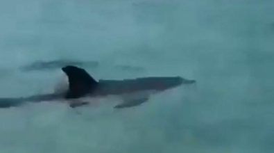 Capo Vaticano, cucciolo di delfino a pochi metri dalla riva – Video