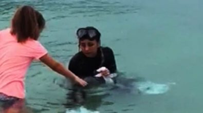 Recuperato il cucciolo di delfino avvistato a Capo Vaticano -Video