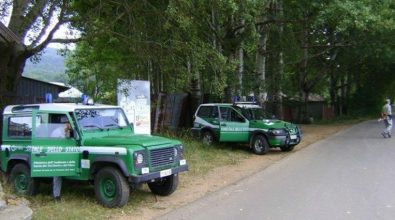 Operazione dei carabinieri forestali nel Vibonese, sanzioni e denunce