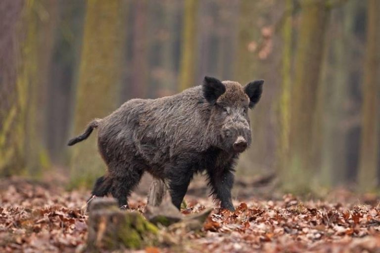 In Calabria riparte la caccia al cinghiale: l’ok del commissario straordinario per contrastare la peste suina