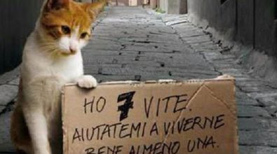 Gatti avvelenati a Tropea, la denuncia della Lav