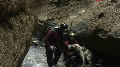 Setter inglese salvato dai vigili del fuoco a Filadelfia