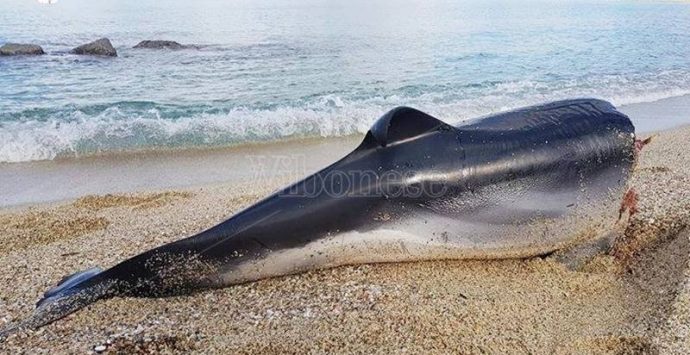 Scempio su un delfino a Pizzo: la carcassa decapitata ritrovata sulla spiaggia