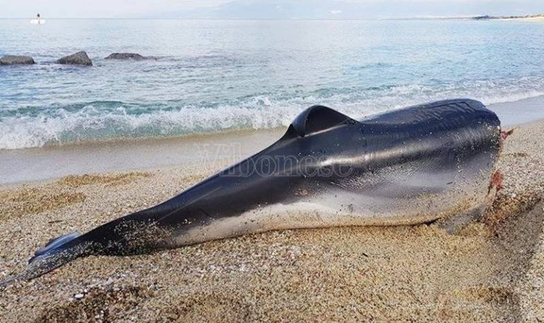 Scempio su un delfino a Pizzo: la carcassa decapitata ritrovata sulla spiaggia