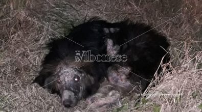 L’odissea passata dai volontari dell’Enpa per salvare due cani – Foto