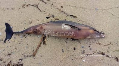 Carcassa di delfino rinvenuta sulla spiaggia di Santa Maria