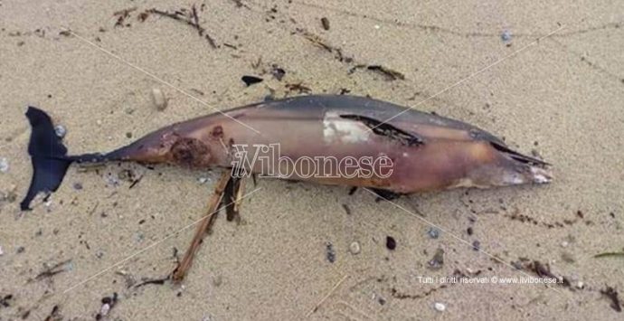 Carcassa di delfino rinvenuta sulla spiaggia di Santa Maria