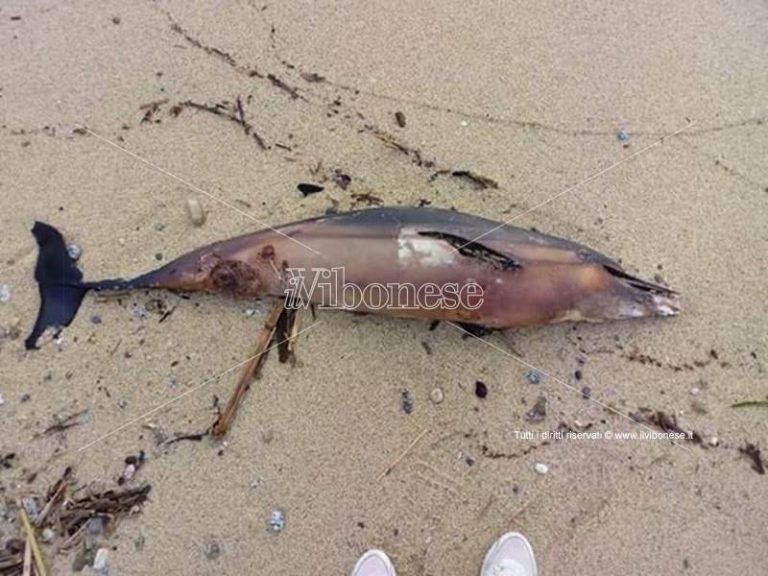 Carcassa di delfino rinvenuta sulla spiaggia di Santa Maria