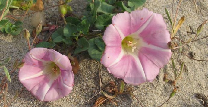 Dune dell’Angitola, approvato il progetto per la salvaguardia del sito naturalistico