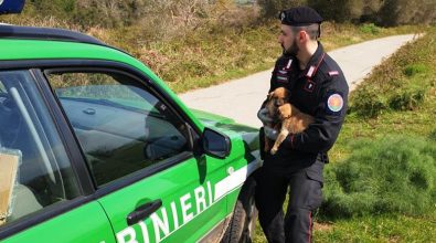 Quattro cuccioli abbandonati per strada tratti in salvo dai carabinieri forestali