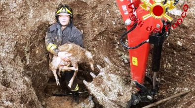 Insolito salvataggio per i Vigili del fuoco: recuperano un agnello finito in una tubazione