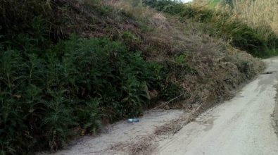 Strade invase da vegetazione, la Provincia corre ai ripari: stipulate due convenzioni