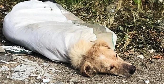 Chiuso in un sacco con le zampe legate, soccorso un cane a Vibo Marina