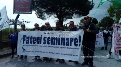 Emergenza cinghiali: agricoltori in piazza a Vibo – Foto